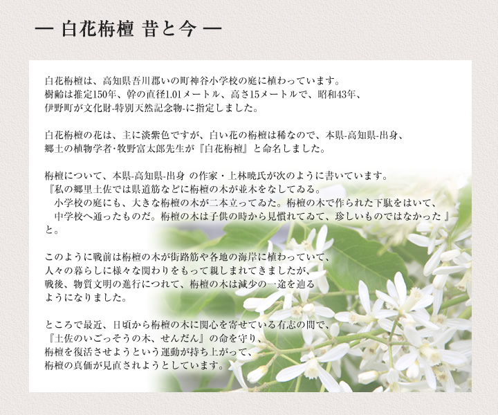 ― 白花栴檀 昔と今 ―